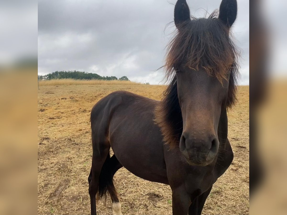 Deutsches Reitpony Hengst 1 Jahr Dunkelbrauner in Amtsberg