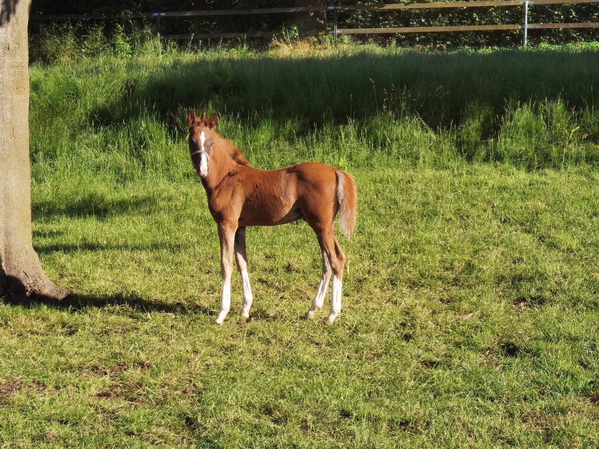 Deutsches Reitpony Hengst 1 Jahr Dunkelfuchs in Frankenberg (Eder)