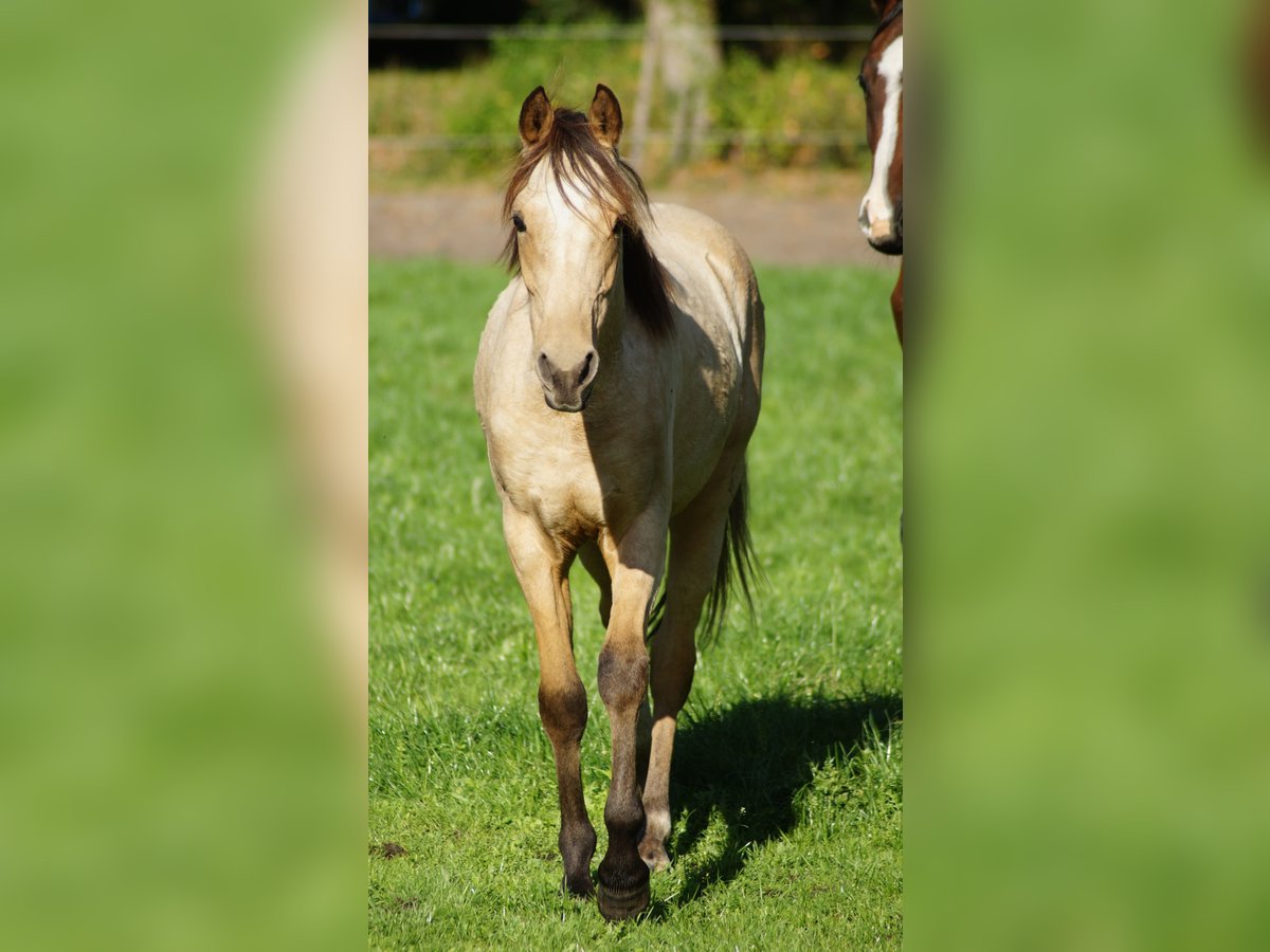 Deutsches Reitpony Hengst 1 Jahr Falbe in Neuenkirchen-V&#xF6;rden
