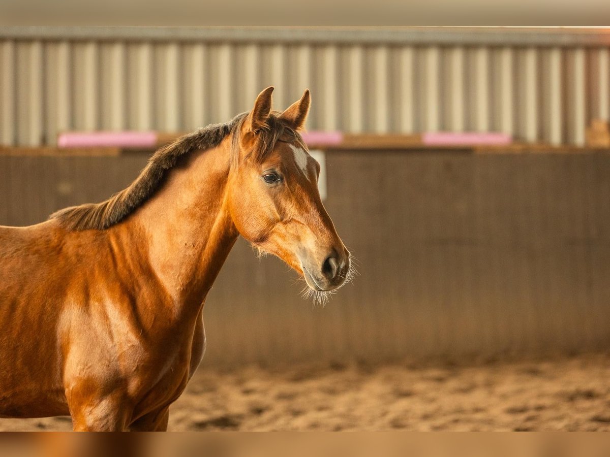 Deutsches Reitpony Hengst 1 Jahr Fuchs in Burgwedel