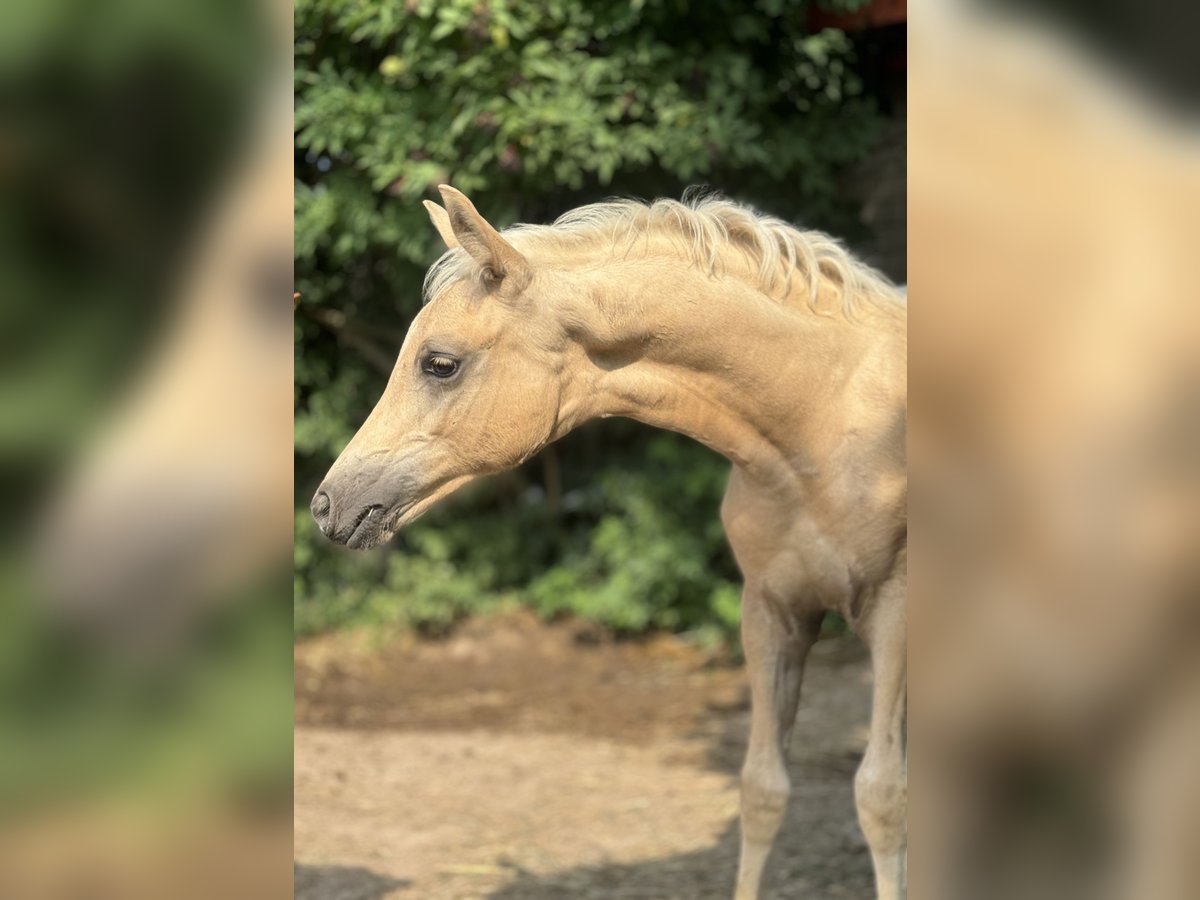 Deutsches Reitpony Hengst 1 Jahr Palomino in Landau Deutsches Reitpony Hengst 1 Jahr Palomino in Landau