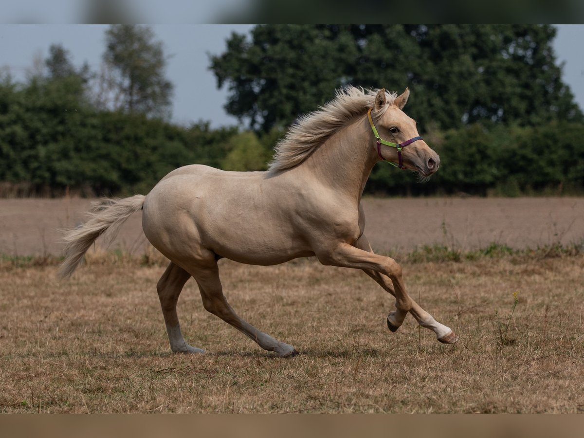 Deutsches Reitpony Hengst 1 Jahr Palomino in Sumte