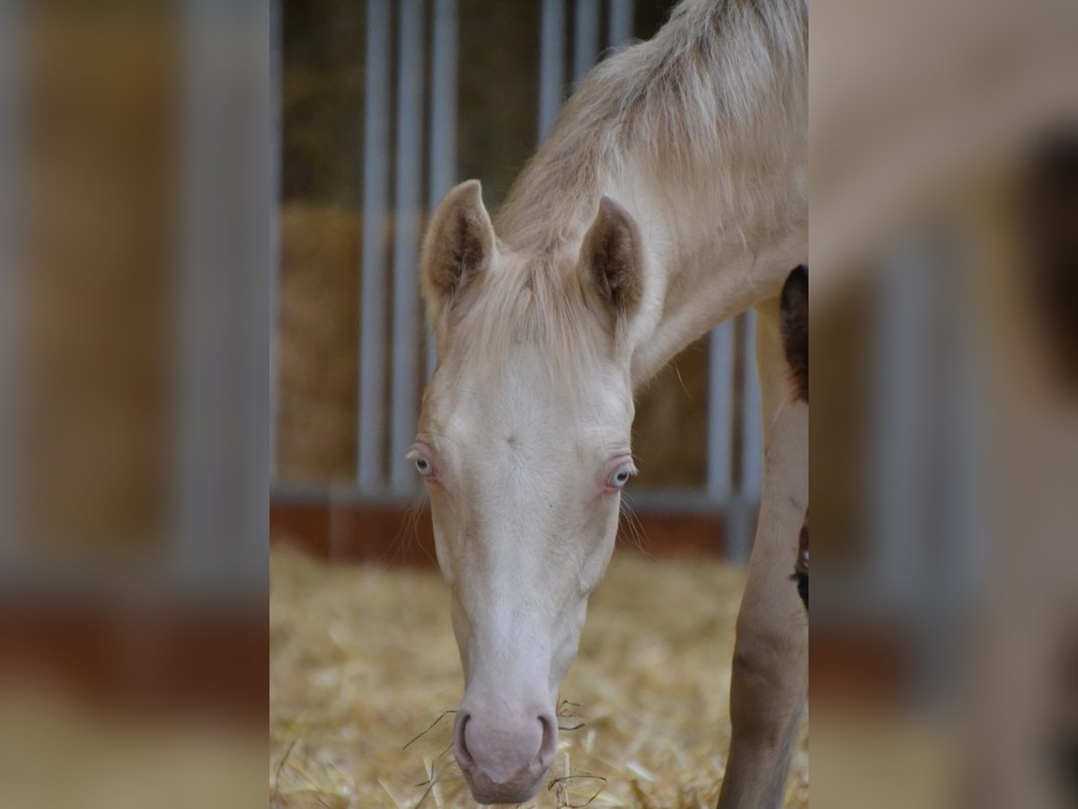 Deutsches Reitpony Hengst 1 Jahr Perlino in Münster