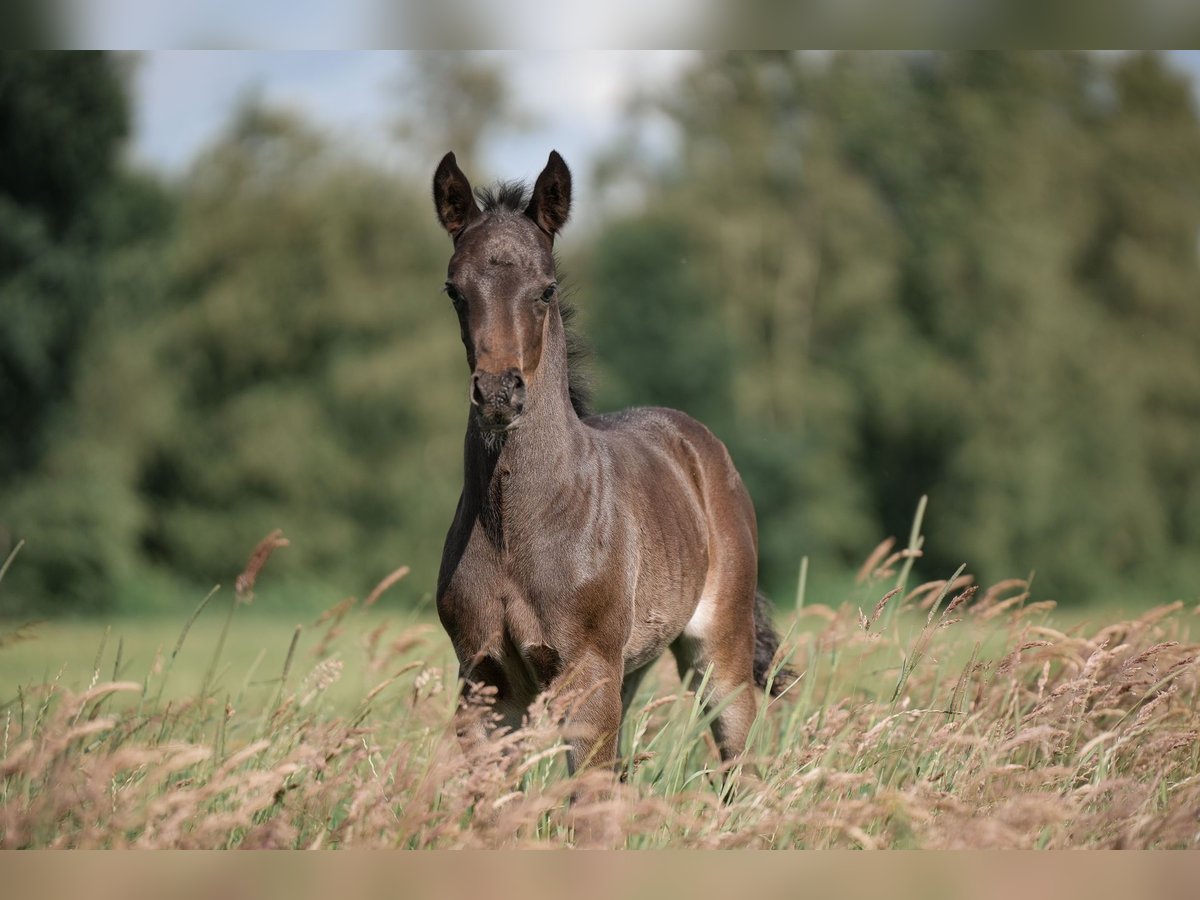 Deutsches Reitpony Hengst 1 Jahr Rappe in Buxtehude