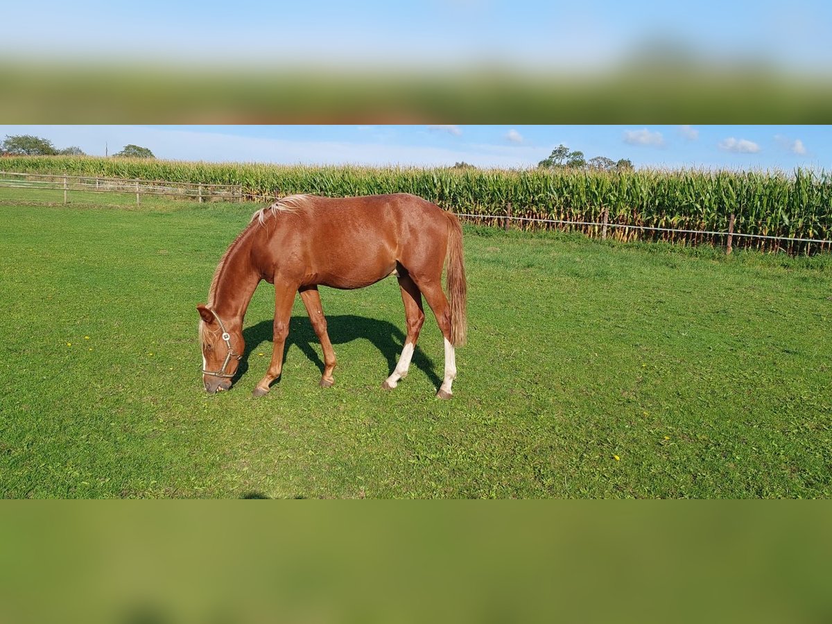 Deutsches Reitpony Hengst 1 Jahr Roan-Red in Stadtlohn
