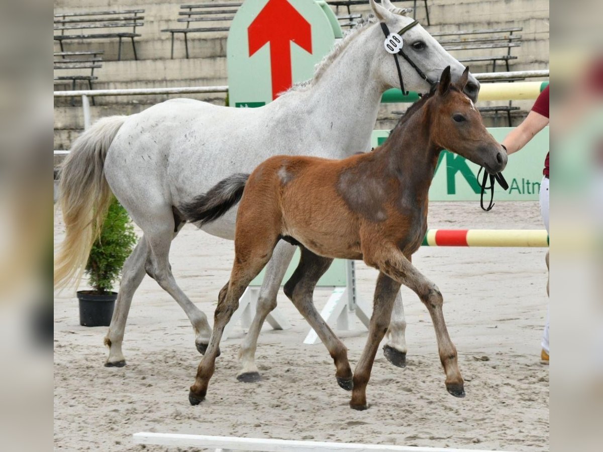 Deutsches Reitpony Hengst 1 Jahr Schimmel in ChüdenSalzwedel