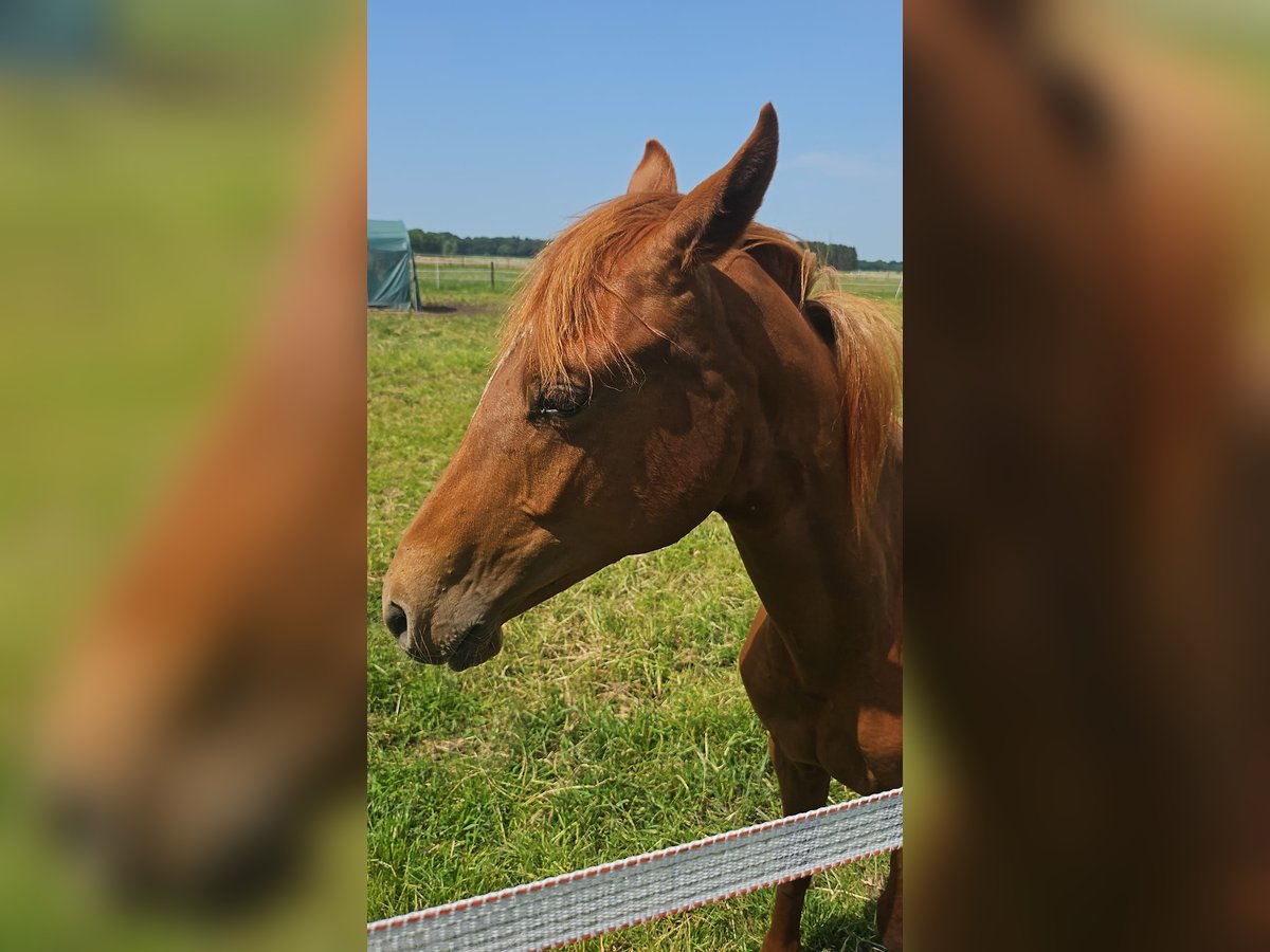 Deutsches Reitpony Hengst 1 Jahr in Ostrhauderfehn