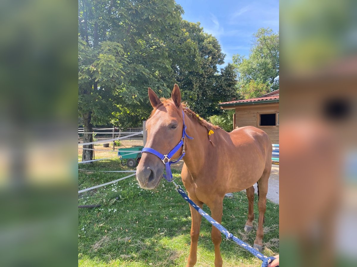 Deutsches Reitpony Hengst 20 Jahre 156 cm Fuchs in Wien, Leopoldstadt