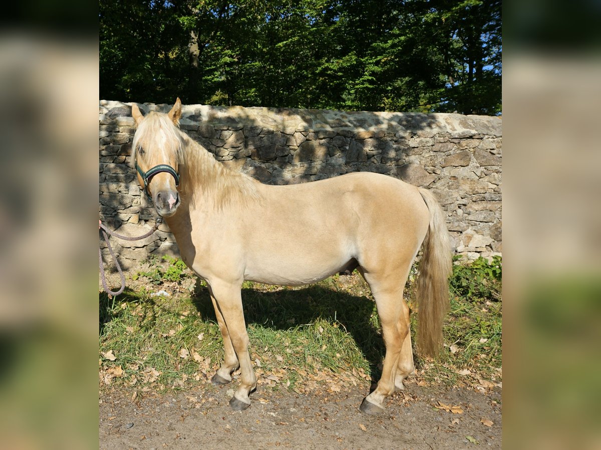 Deutsches Reitpony Hengst 2 Jahre 136 cm Palomino in Moritzburg