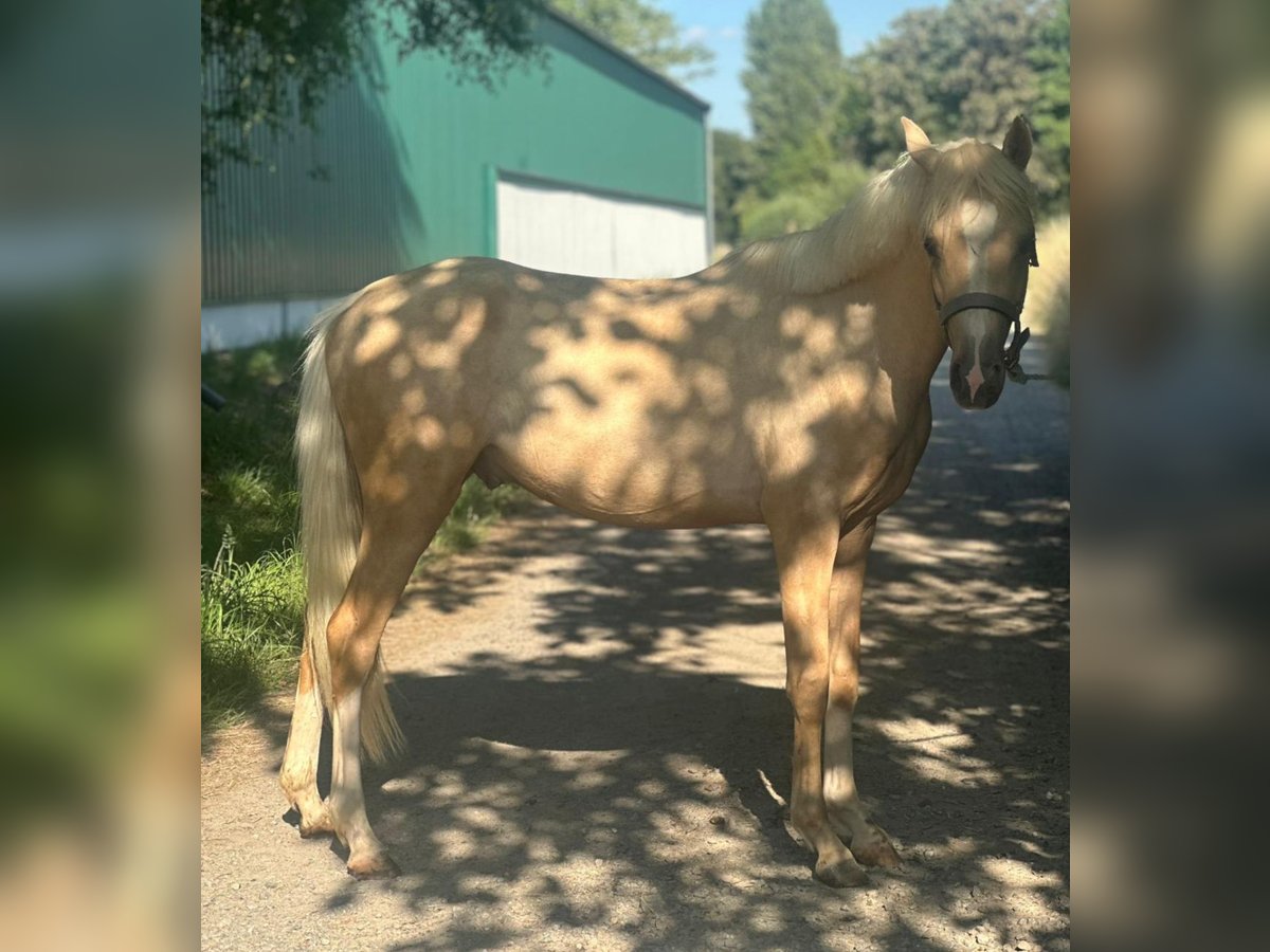 Deutsches Reitpony Hengst 2 Jahre 137 cm Palomino in M&#xF6;nchengladbach