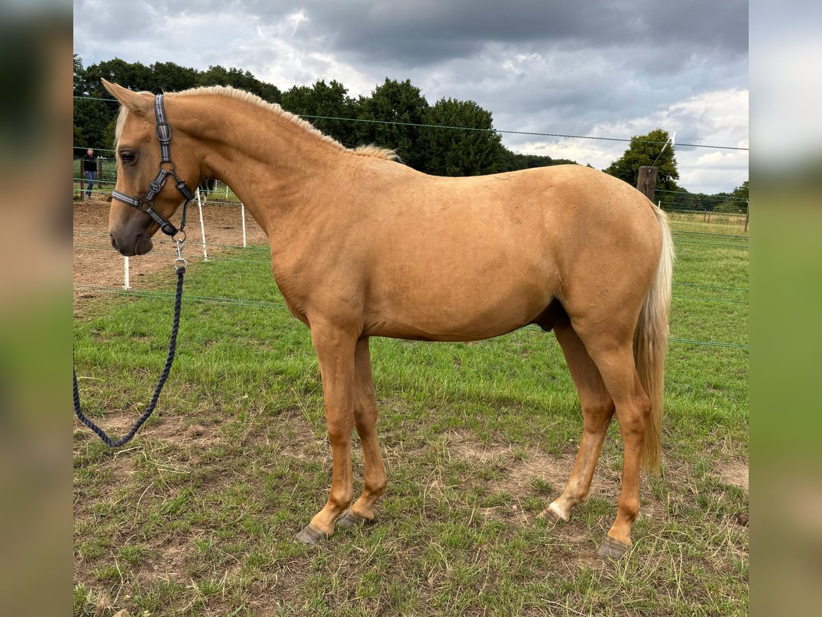 Deutsches Reitpony Hengst 2 Jahre 137 cm Palomino in Posterholt