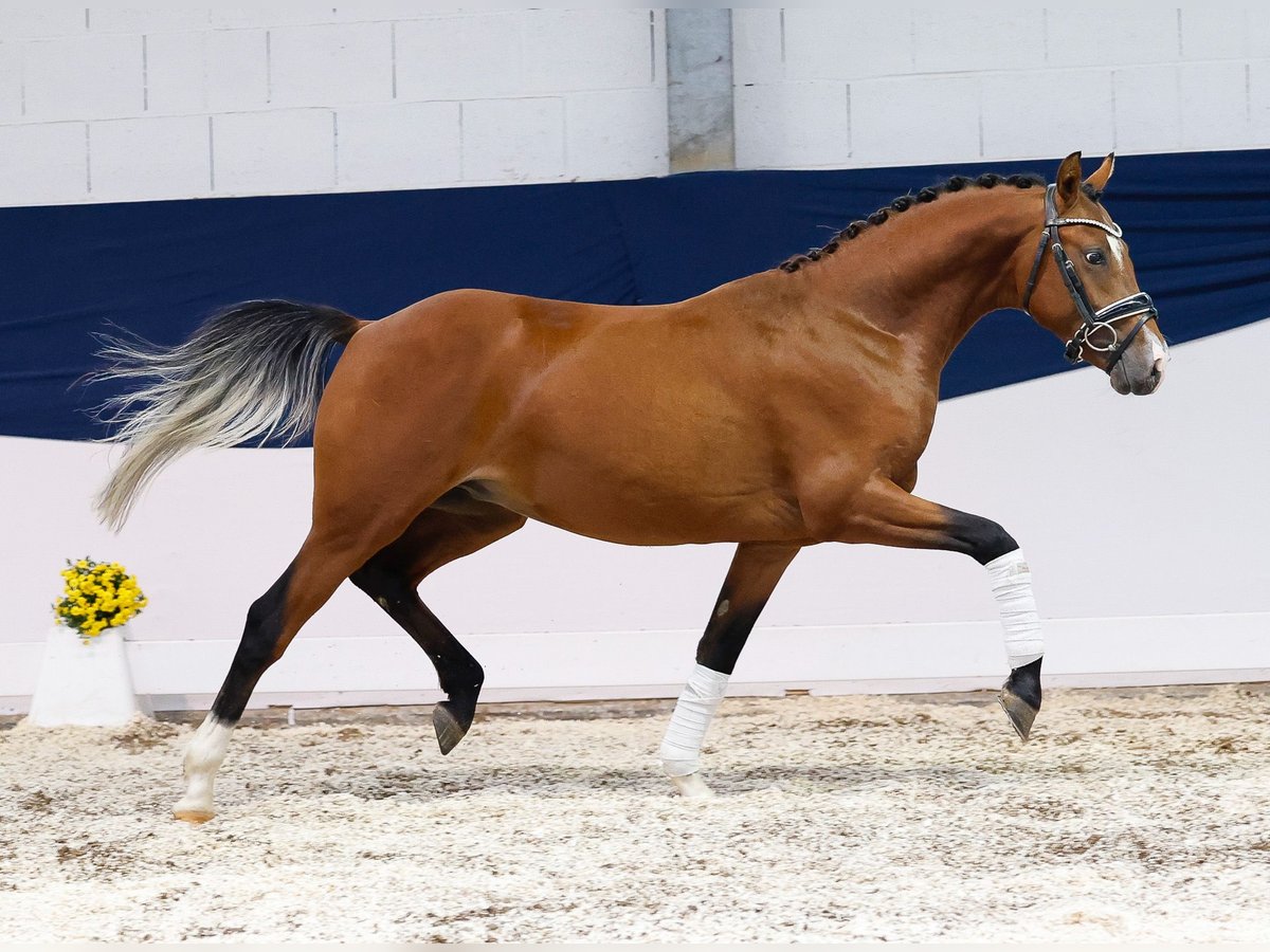 Deutsches Reitpony Hengst 2 Jahre 138 cm Brauner in Marsberg