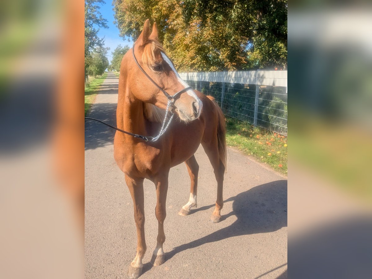 Deutsches Reitpony Mix Hengst 2 Jahre 138 cm Fuchs in Kirchworbis