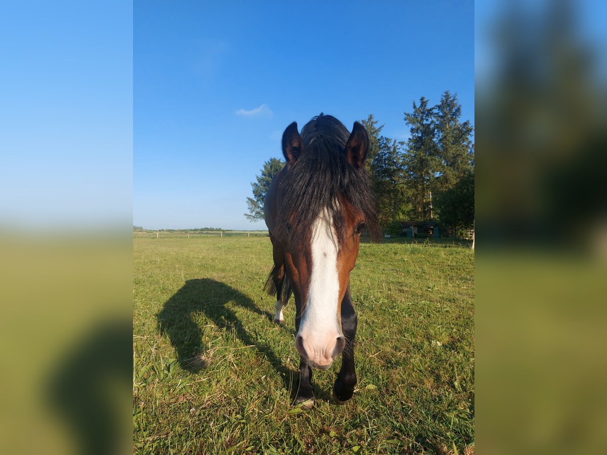 Deutsches Reitpony Hengst 2 Jahre 140 cm Brauner in Esens