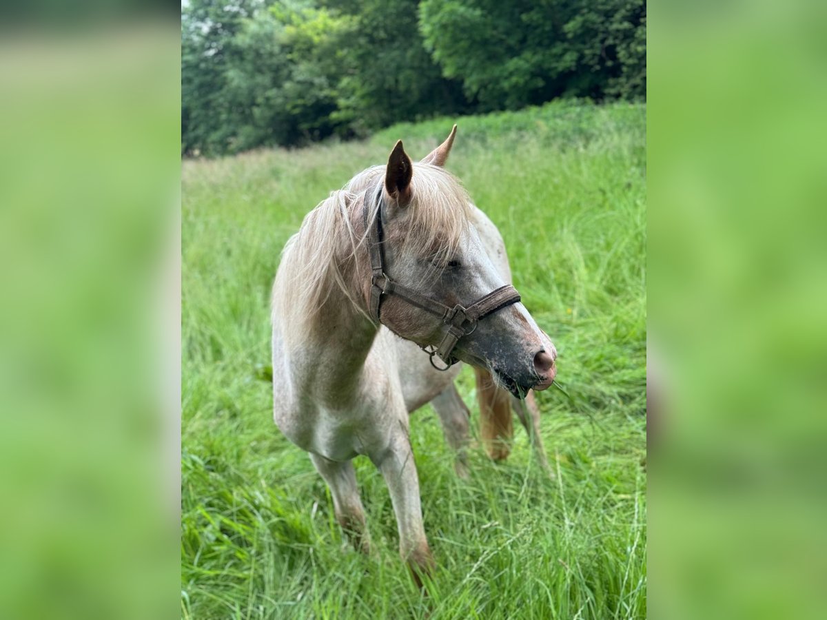 Deutsches Reitpony Mix Hengst 2 Jahre 140 cm Tigerschecke in Freden (Leine)