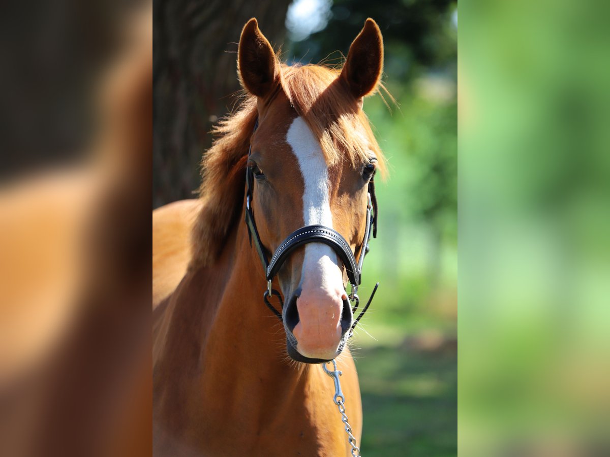 Deutsches Reitpony Hengst 2 Jahre 142 cm Fuchs in Neuenkirchen-Vörden