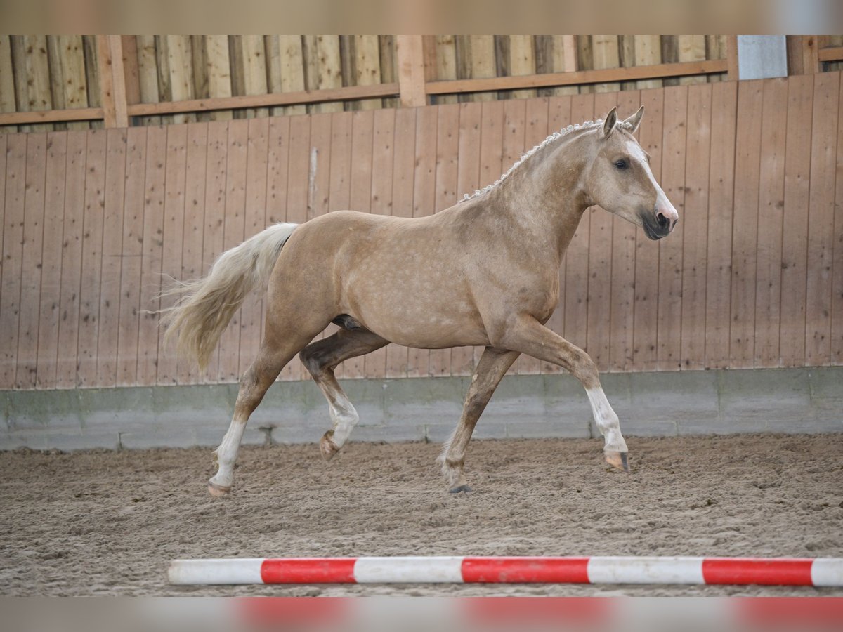 Deutsches Reitpony Hengst 2 Jahre 144 cm Palomino in Kloster Lehnin