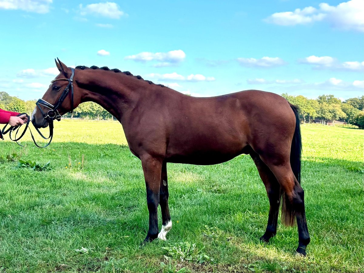 Deutsches Reitpony Hengst 2 Jahre 145 cm Brauner in Hude (Oldenburg)