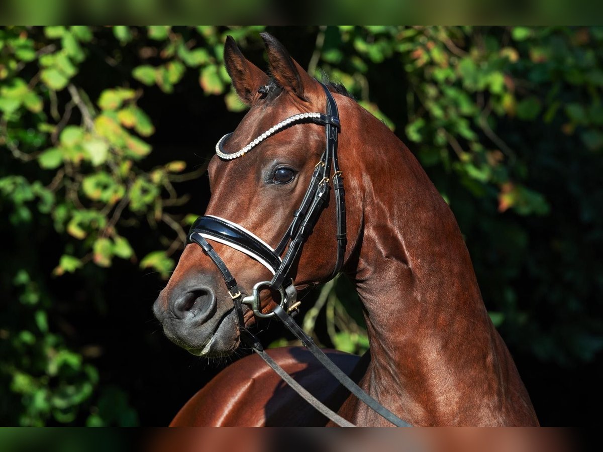 Deutsches Reitpony Hengst 2 Jahre 145 cm Brauner in Großenkneten