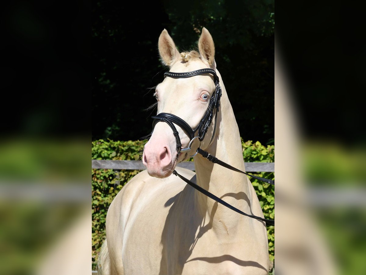 Deutsches Reitpony Hengst 2 Jahre 145 cm Cremello in Gomadingen
