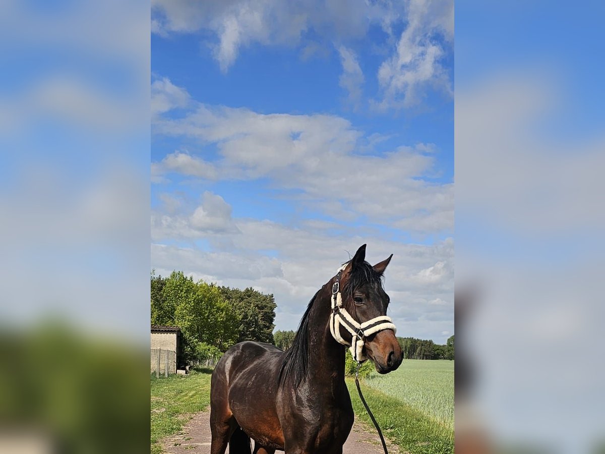 Deutsches Reitpony Hengst 2 Jahre 145 cm Dunkelbrauner in Sieversdorf-Hohenofen