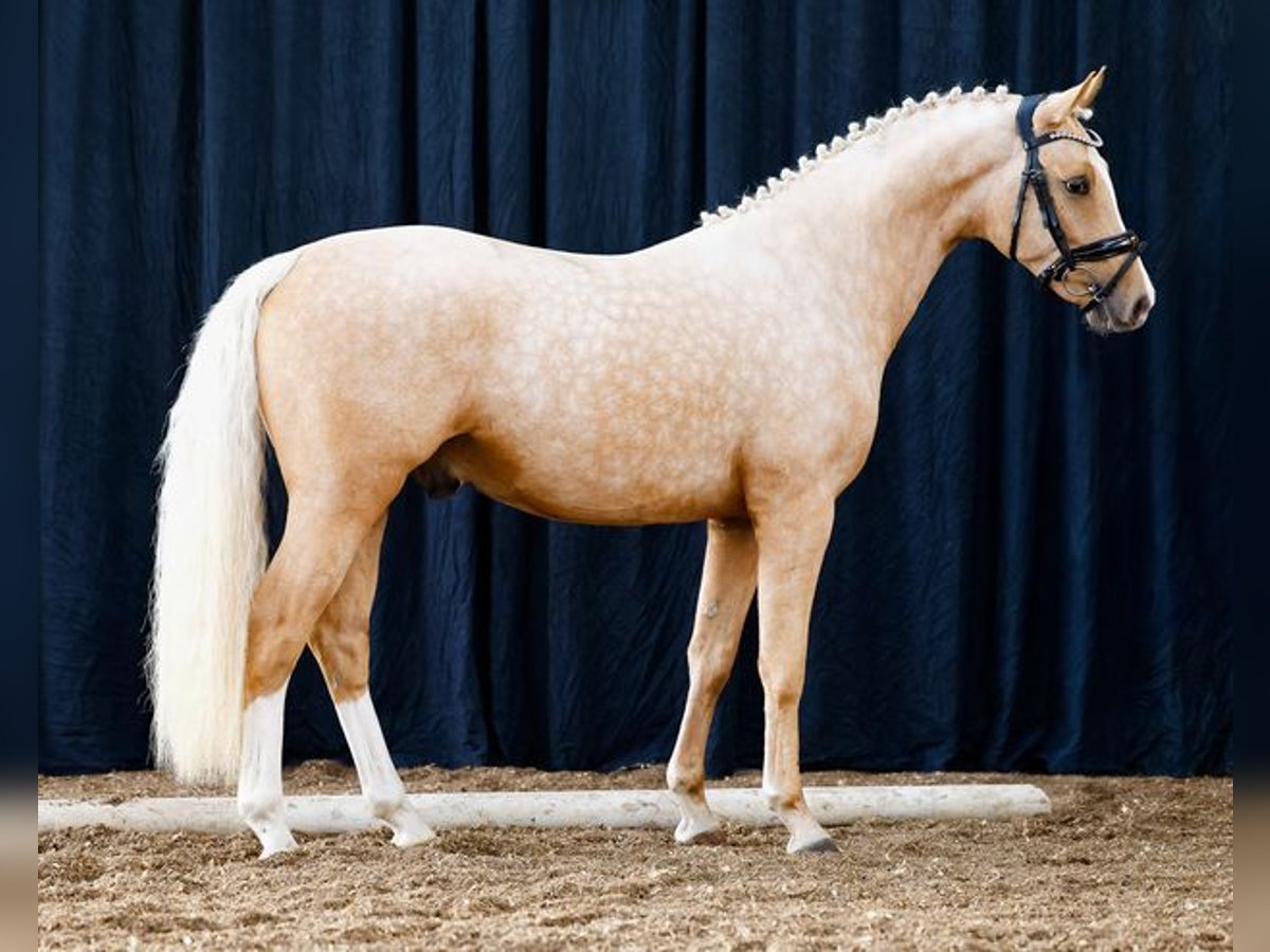 Deutsches Reitpony Hengst 2 Jahre 145 cm Palomino in Marsberg