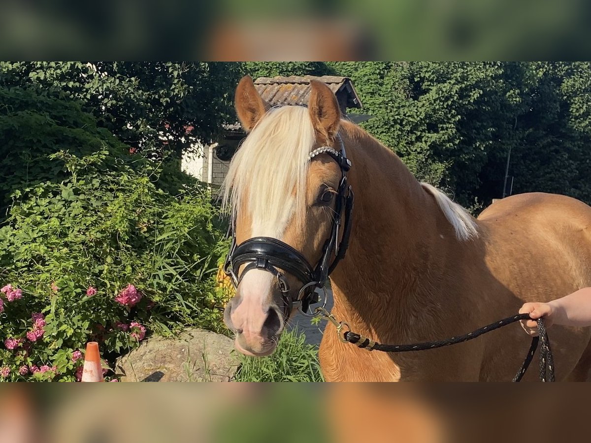 Deutsches Reitpony Hengst 2 Jahre 145 cm Palomino in Achim