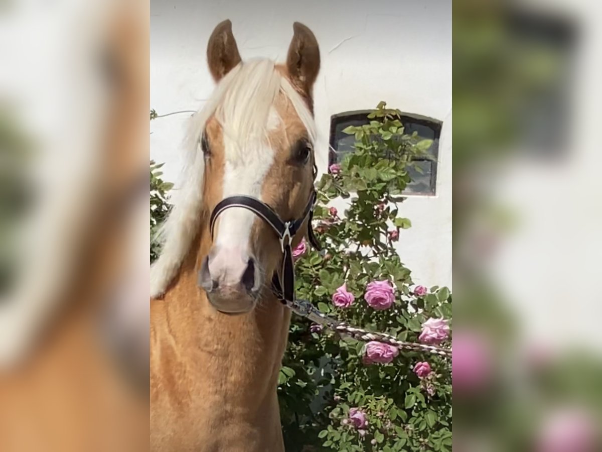 Deutsches Reitpony Hengst 2 Jahre 145 cm Palomino in Achim