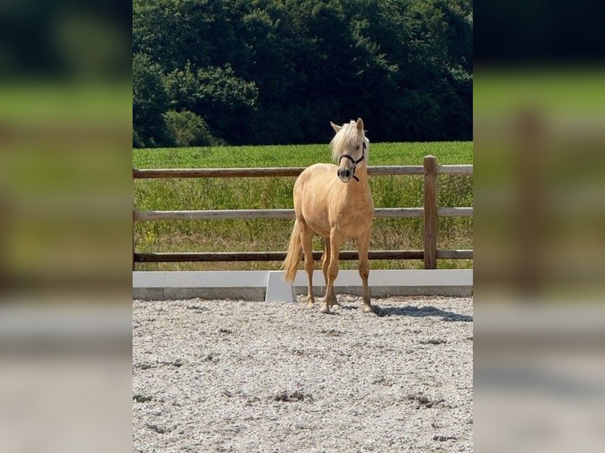 Deutsches Reitpony Hengst 2 Jahre 145 cm Palomino in Hattingen