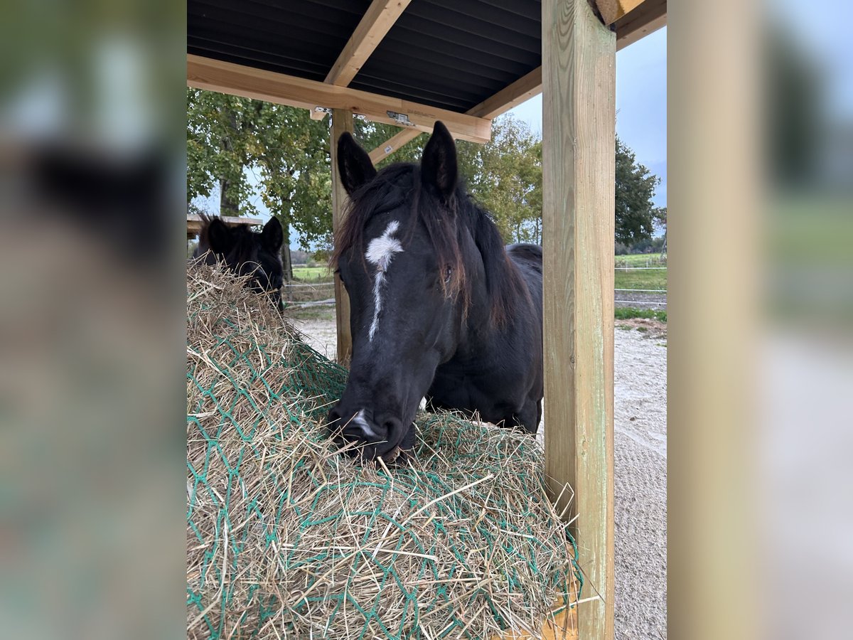 Deutsches Reitpony Mix Hengst 2 Jahre 145 cm Rappe in Ihlow Ludwigsdorf