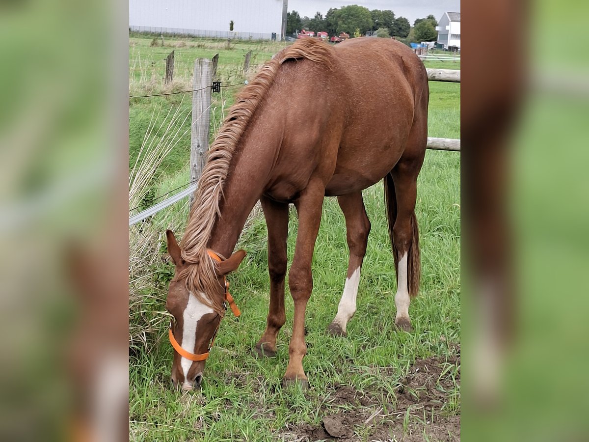 Deutsches Reitpony, Hengst in Stadtlohn