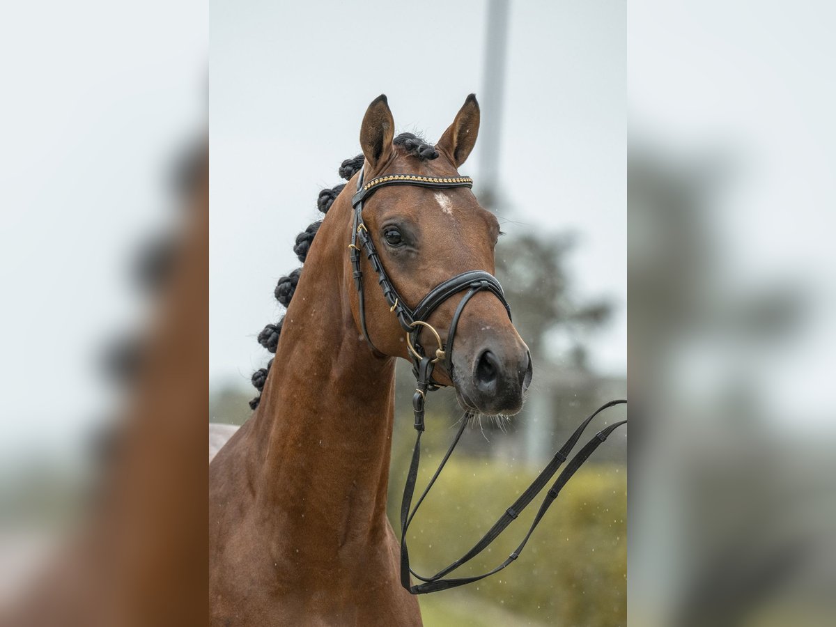 Deutsches Reitpony Hengst 2 Jahre 146 cm Brauner in Gomadingen