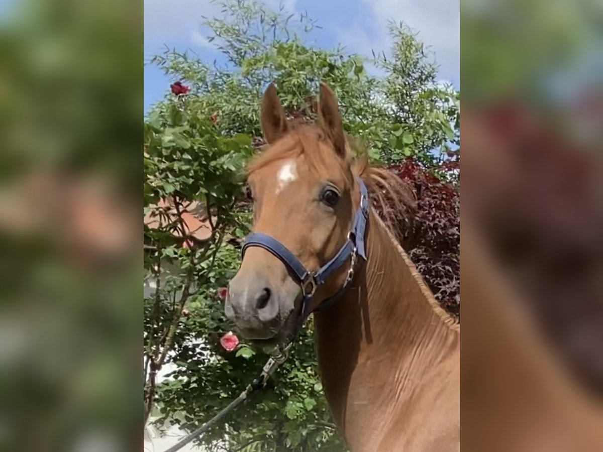 Deutsches Reitpony Hengst 2 Jahre 146 cm Dunkelfuchs in Achim