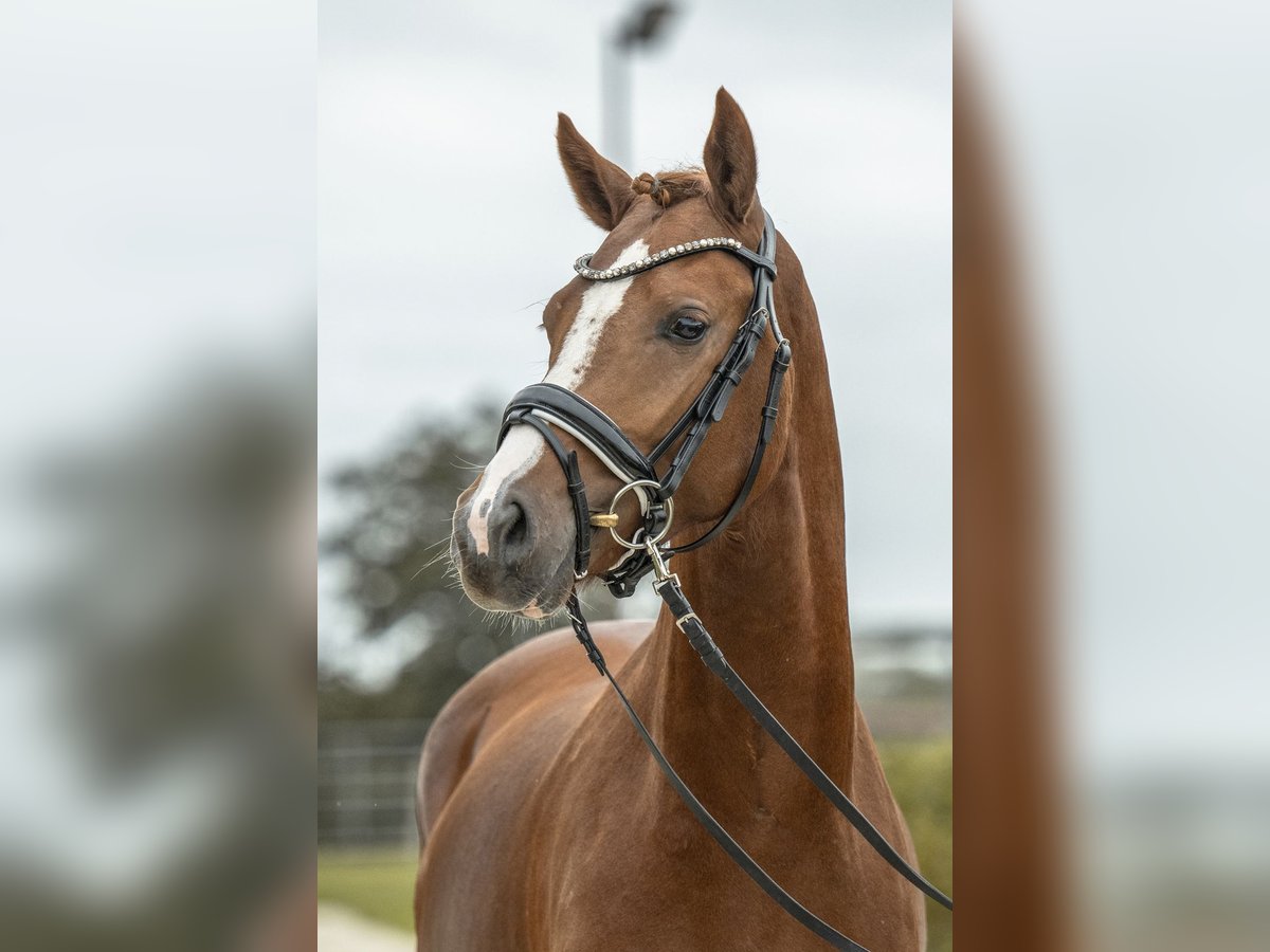 Deutsches Reitpony Hengst 2 Jahre 146 cm Fuchs in Gomadingen