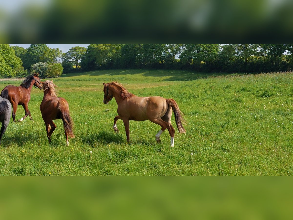 Deutsches Reitpony Hengst 2 Jahre 146 cm Fuchs in Löptin