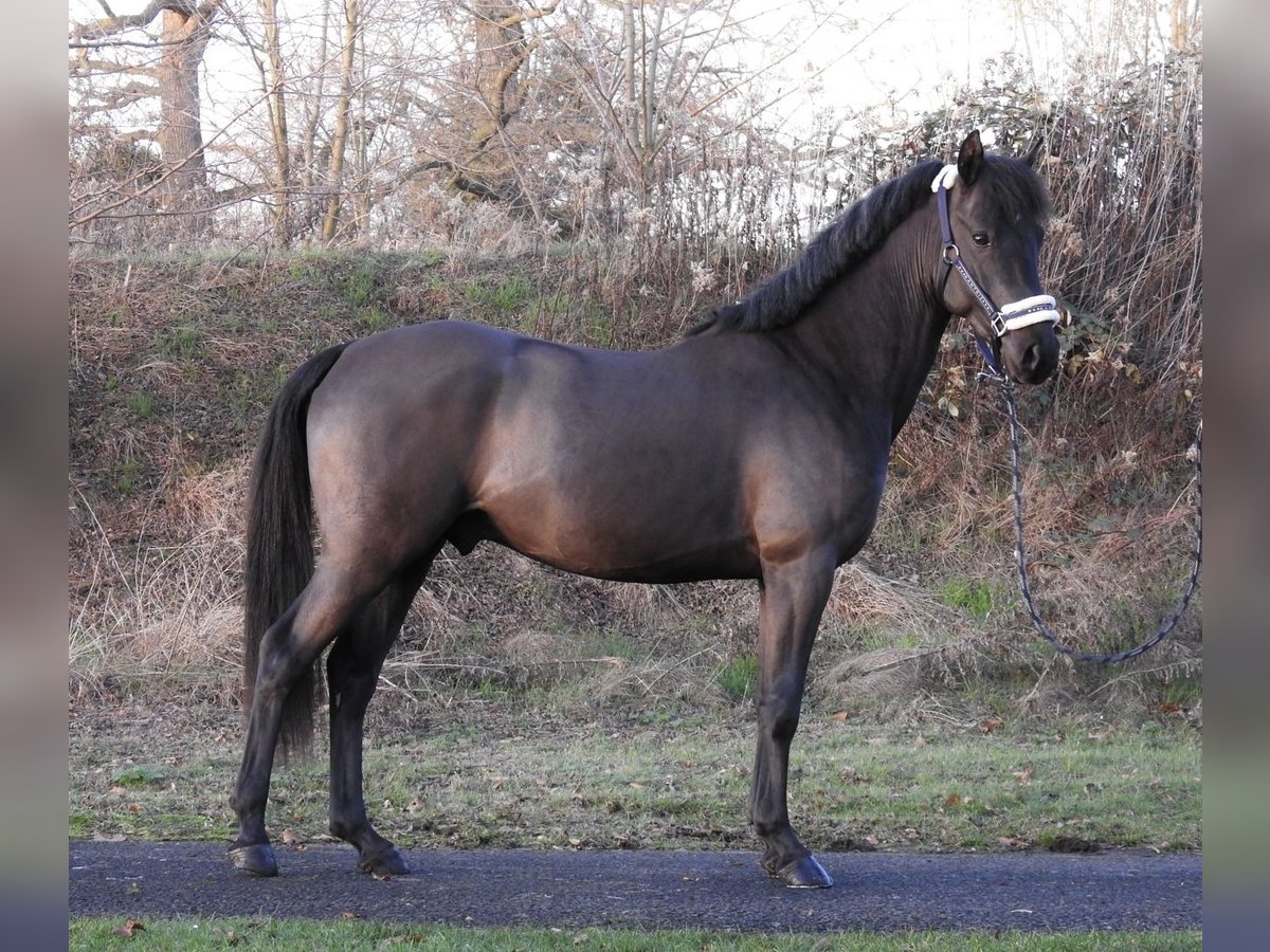 Deutsches Reitpony Hengst 2 Jahre 146 cm Rappe in Verl
