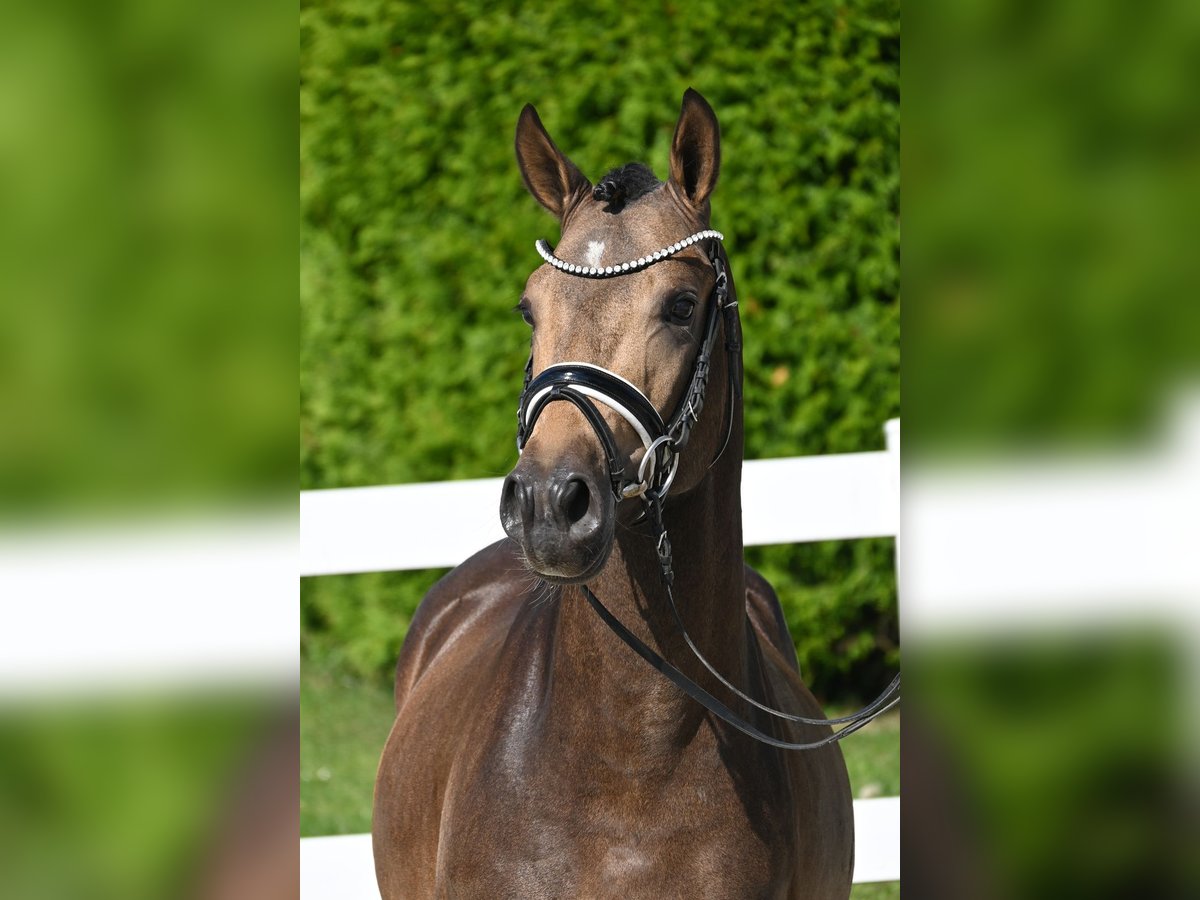 Deutsches Reitpony Hengst 2 Jahre 147 cm Buckskin in Gomadingen