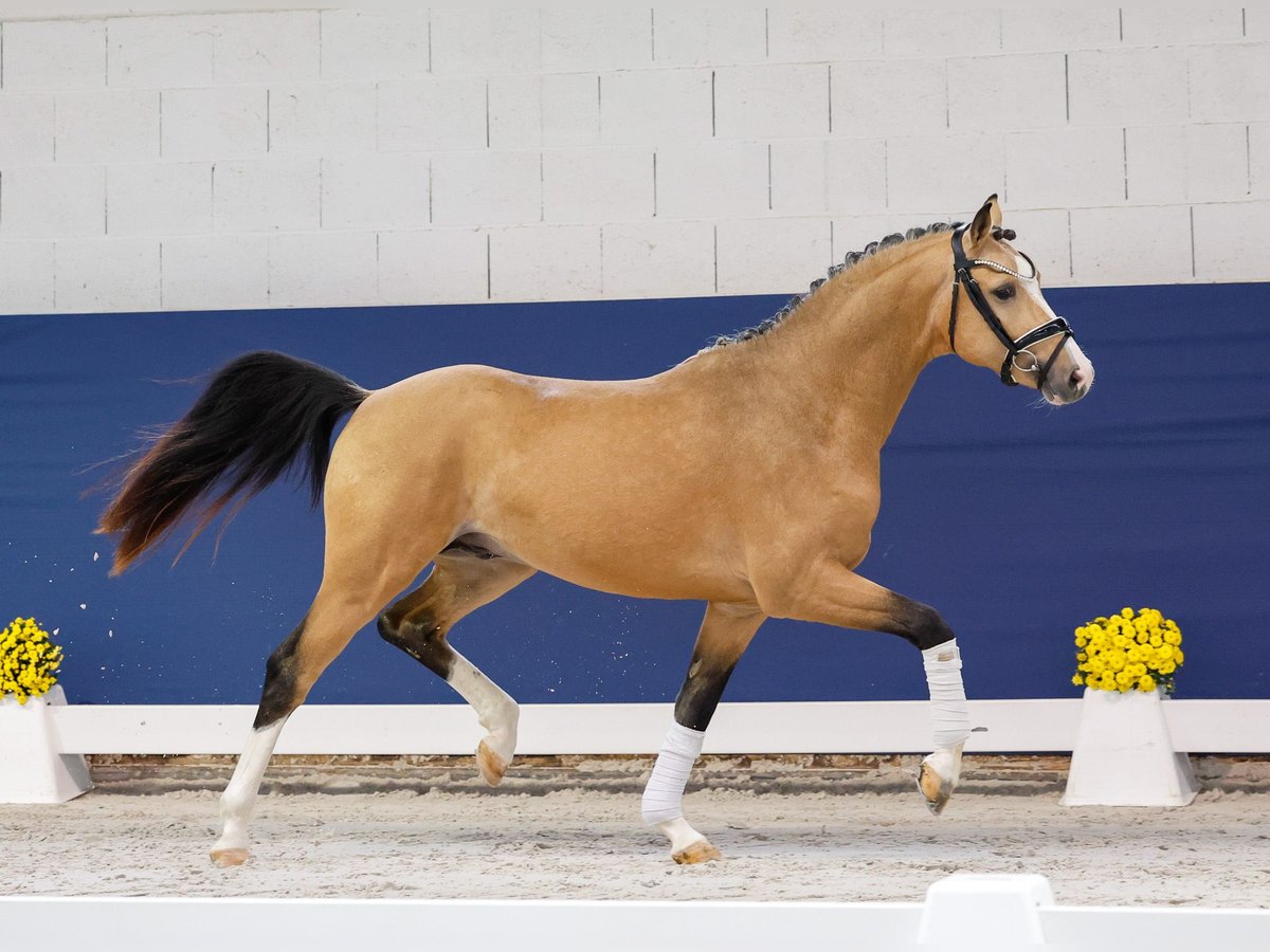 Deutsches Reitpony Hengst 2 Jahre 147 cm Falbe in Marsberg