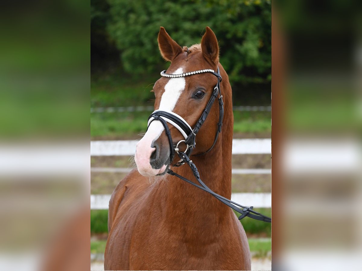 Deutsches Reitpony Hengst 2 Jahre 147 cm Fuchs in Gomadingen