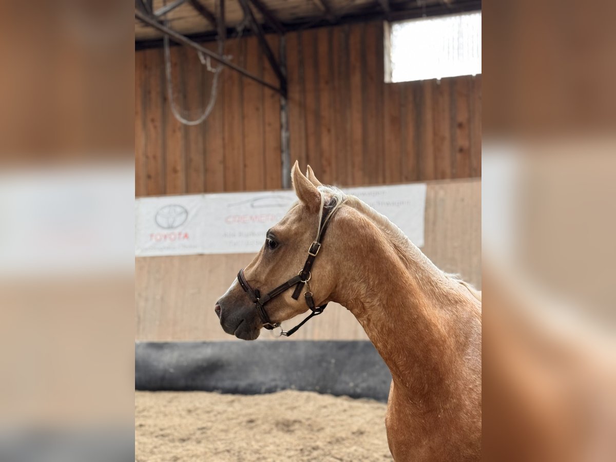 Deutsches Reitpony Hengst 2 Jahre 147 cm Palomino in Wegeleben