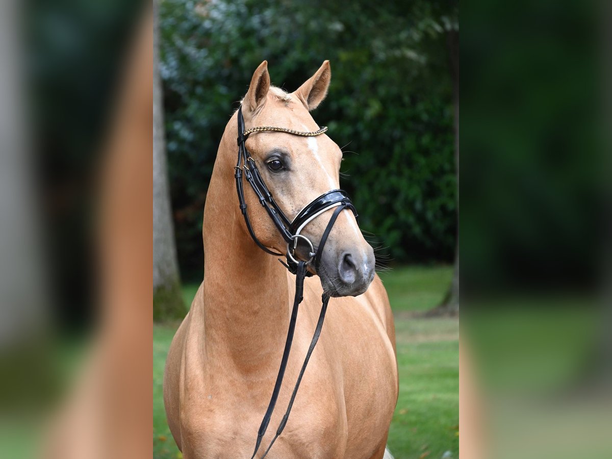 Deutsches Reitpony Hengst 2 Jahre 147 cm Palomino in Gomadingen