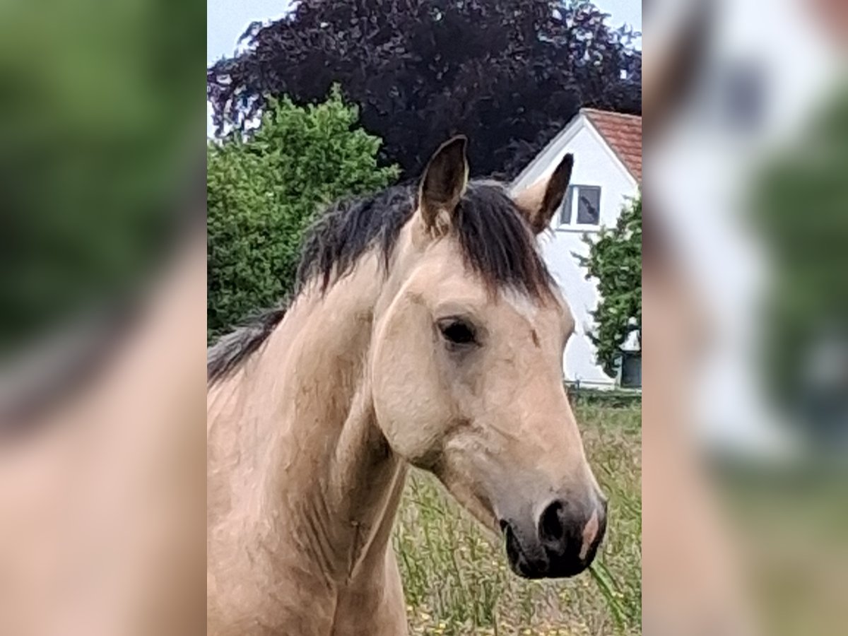 Deutsches Reitpony Hengst 2 Jahre 148 cm Buckskin in Welver