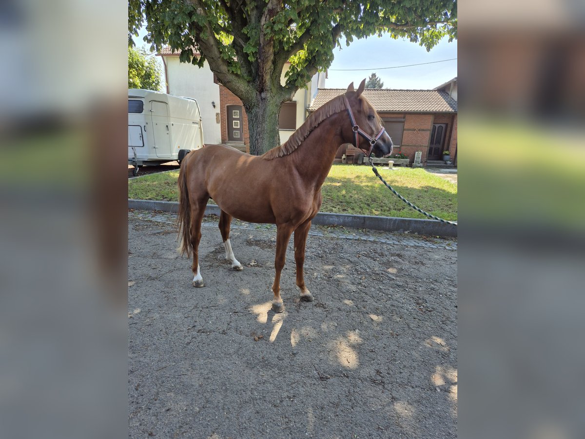 Deutsches Reitpony Hengst 2 Jahre 148 cm Fuchs in Vienenburg