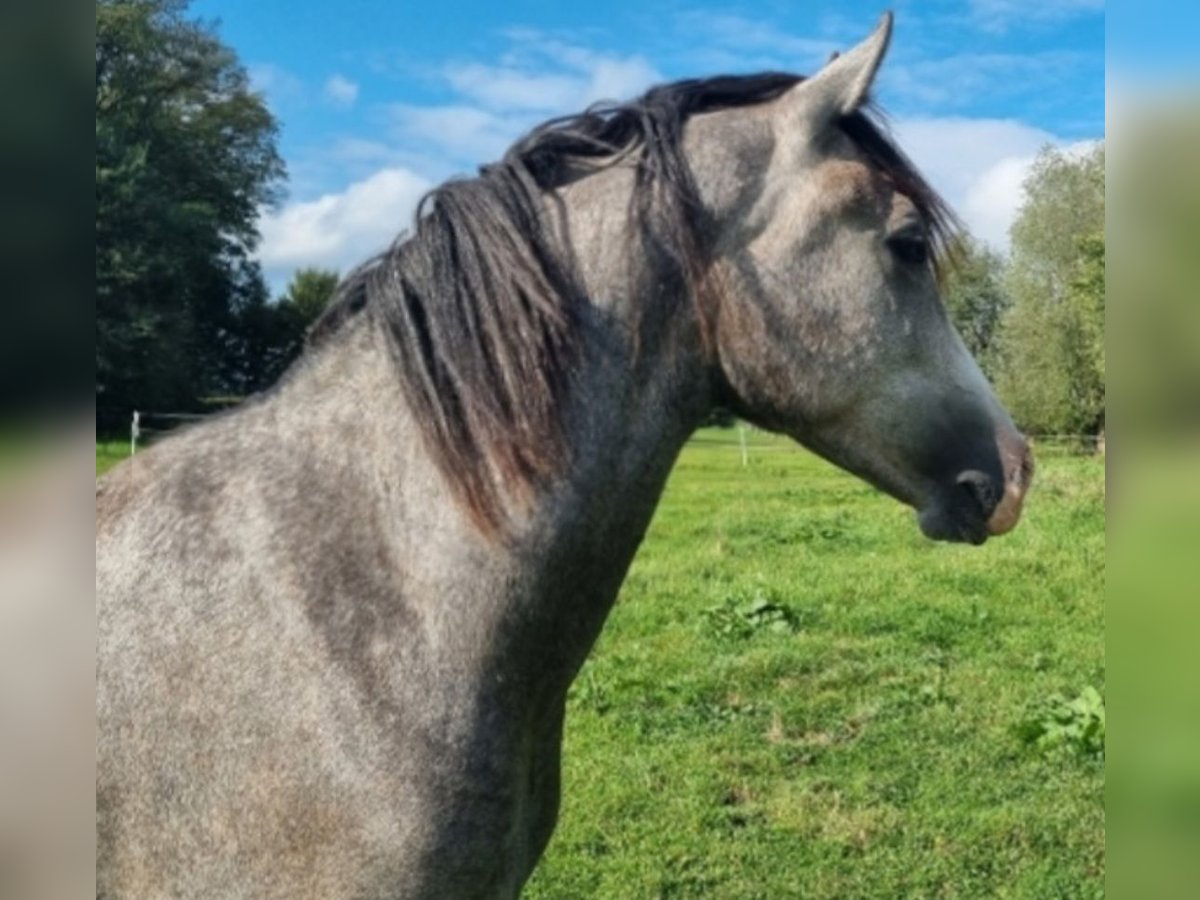 Deutsches Reitpony Hengst 2 Jahre 148 cm Schimmel in Emsbüren