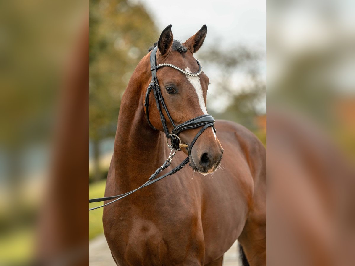 Deutsches Reitpony Hengst 2 Jahre 149 cm Brauner in Gomadingen