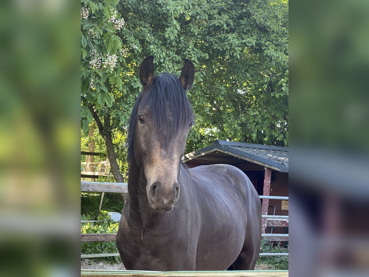 Deutsches Reitpony Hengst 2 Jahre 150 cm Buckskin in Achim