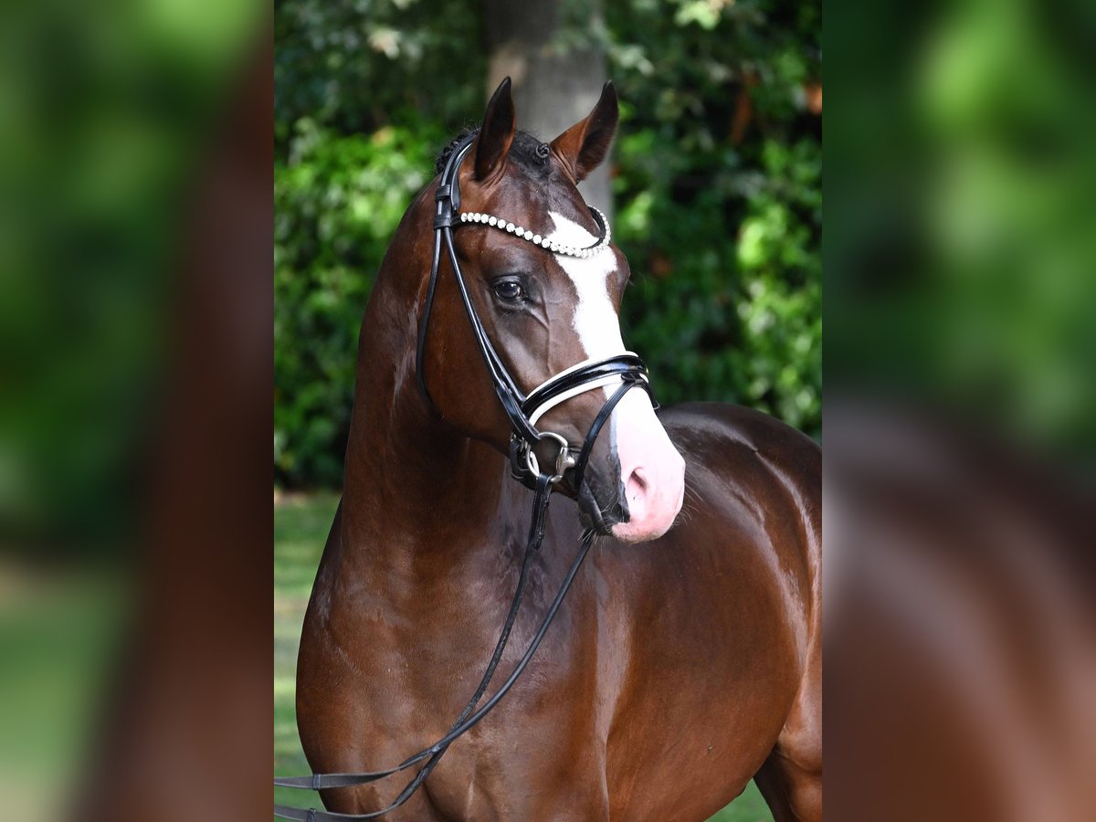 Deutsches Reitpony Hengst 2 Jahre 150 cm Dunkelbrauner in Gomadingen