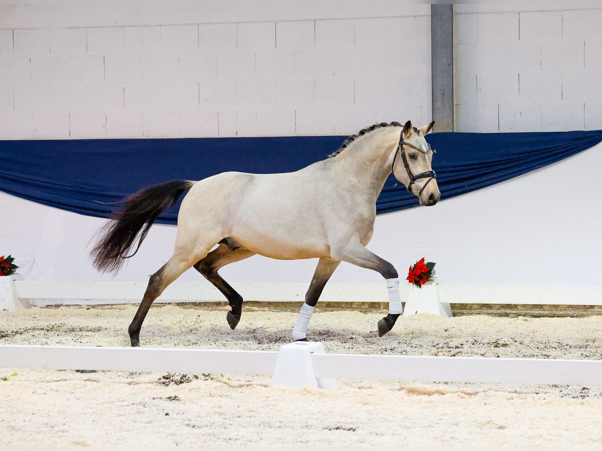 Deutsches Reitpony Hengst 2 Jahre 150 cm Falbe in Marsberg