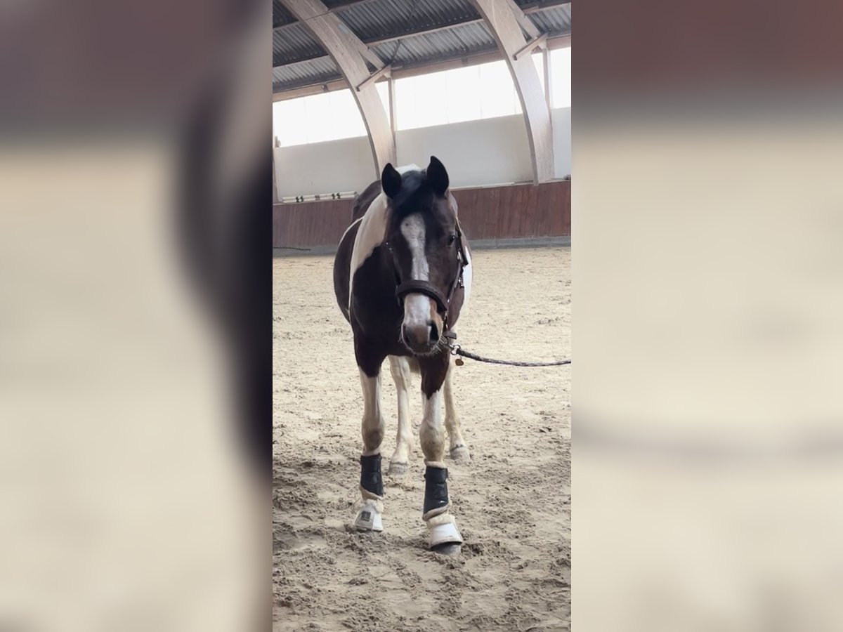 Deutsches Reitpony Hengst 2 Jahre 150 cm Schecke in Breiholz