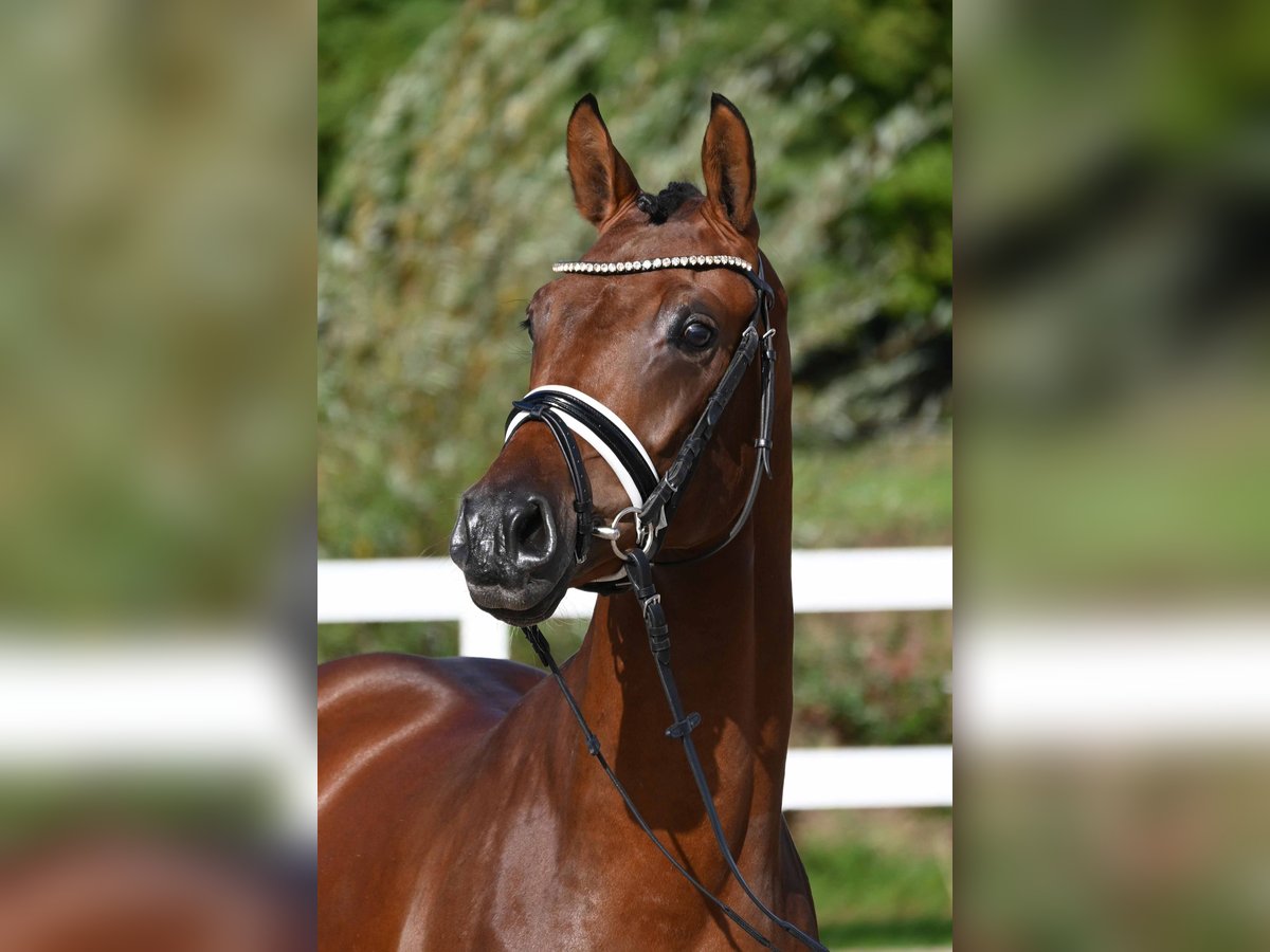 Deutsches Reitpony Hengst 2 Jahre 151 cm Brauner in Gomadingen